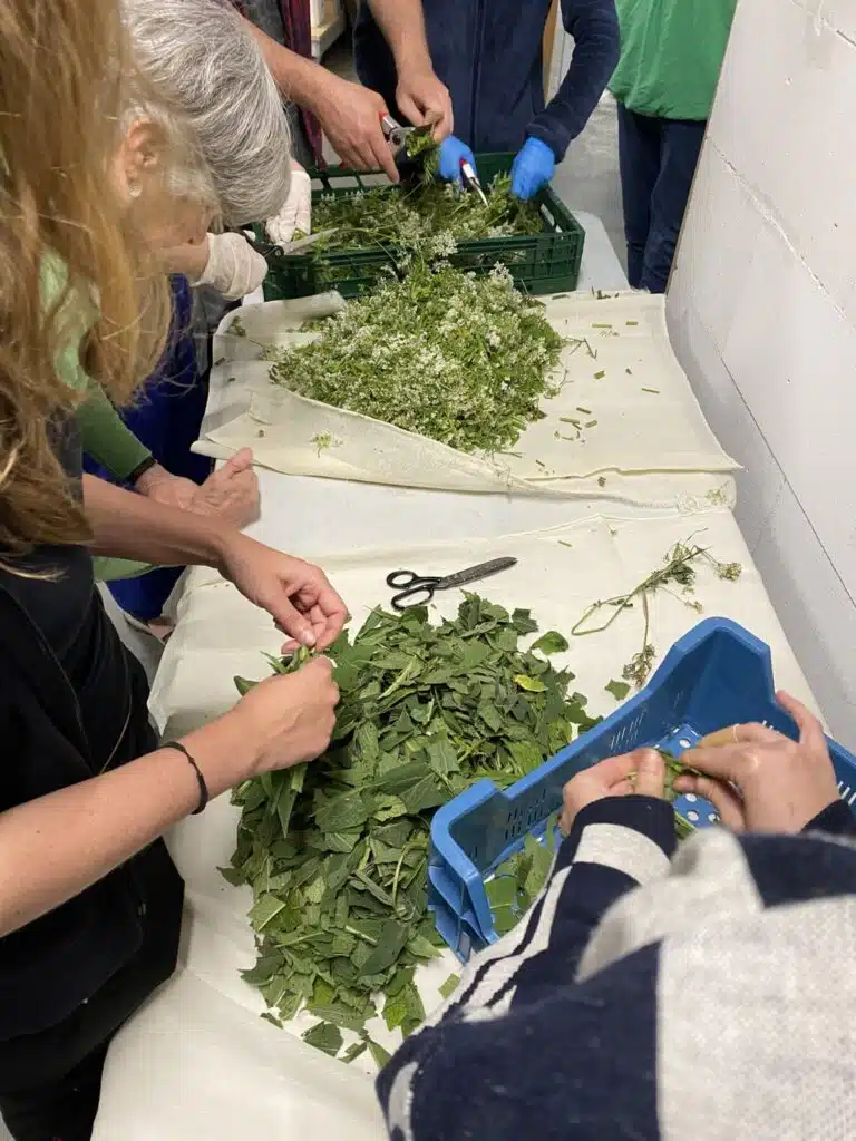 Deelnemers snijden en verwerken verse verfplanten zoals brandnetel en witte bloemen tijdens een workshop plantaardig verven b